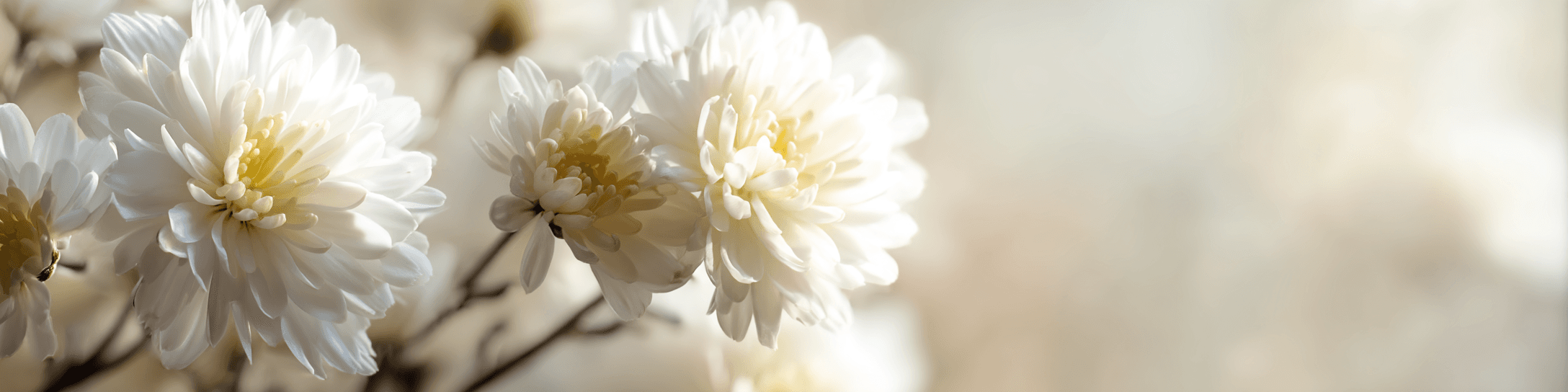 새고창장례식장 페이지 헤더 배경